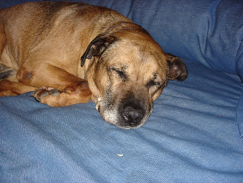 Chet on Princess bed